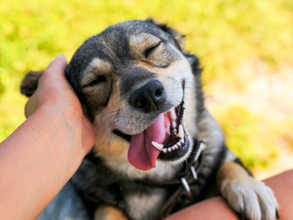 É fácil pra cachorro!